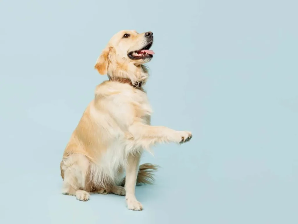 Dog Full Body Cute Adorable Lovely